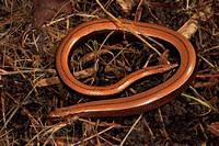 Slow worm - Anguis fragilis