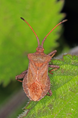 Squash bug - Coreus maginatus