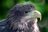 White tailed eagle - Haliaeetus albicilla