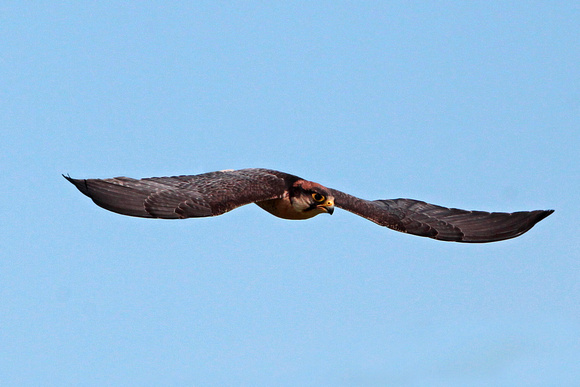 Lanner falcon - Falco biarmicus