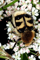 Bee beetle - Trichus fasciatus