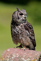 Vermiculated eagle owl - Bubo  sinerascens