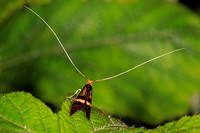 Longhorn moth