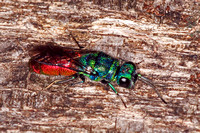 Ruby tailed wasp - Chrysis ignita