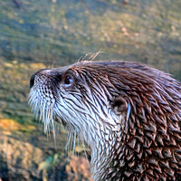 North American river otter - Lantra canadensis