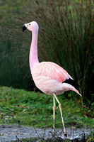 Andean flamingo - Phoenicoparrus andinus