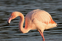 Greater flamingo - Phoenicoparrus roseus