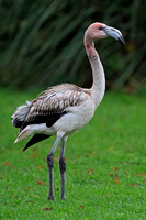 James' flamingo - Phoenicoparrus jamesi