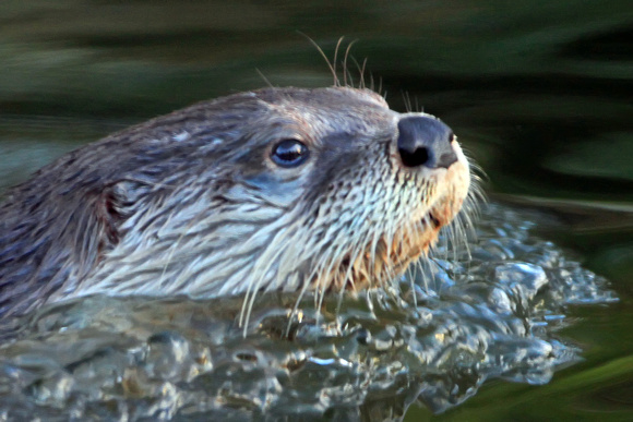 North American river otter - Lutra canadensis