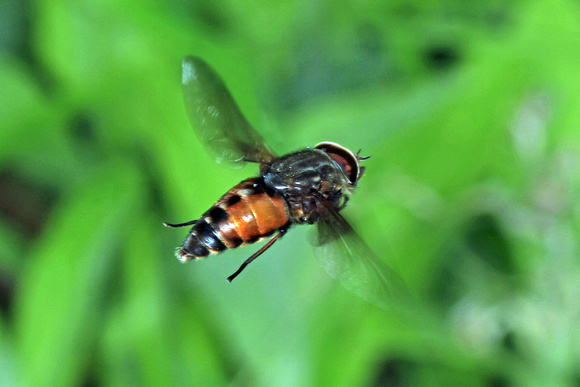 Bright horsefly - Mitra distinguenda