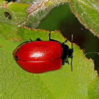 Poplar leaf beetle - Chrysomela populi