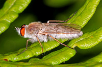 Stiletto fly - Acrosathe annulata