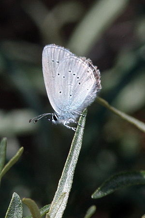 Small blue - Cupido minimus
