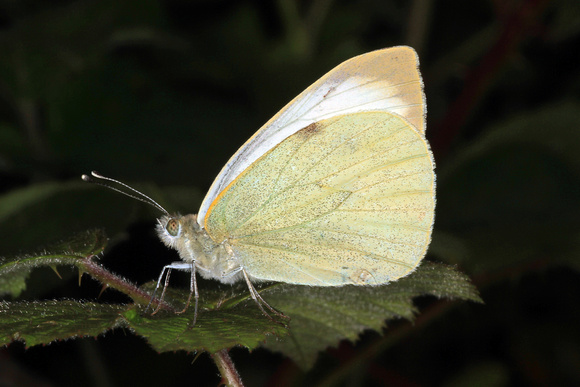 Small white butterfly - Pieris rapae