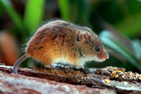 Harvest mouse - Micromys minutus
