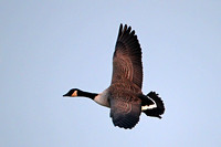 Canada goose - Branta canadensis