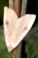 Straw dot moth - Rivula servicealis