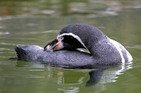 Humboldt penguin - Spheniscus humboldti