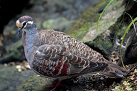 Bleeding heart pigeon - Gallicolumba luzonica