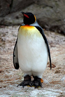 King penguin - Aptenodyte patagonica