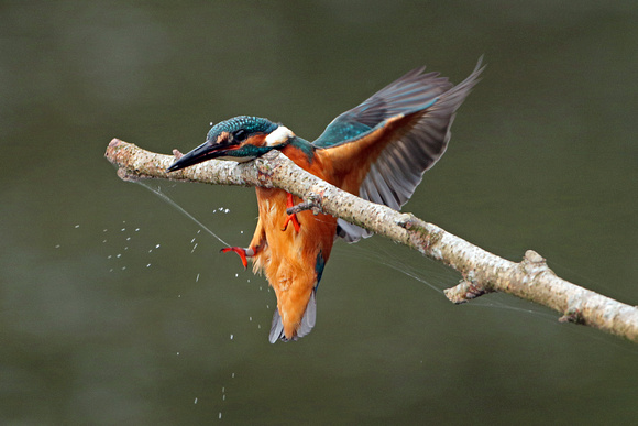 Aug 15 - Kingfisher
