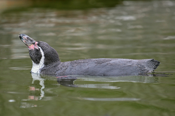 Humboldt penguin - Spheniscus humboldti