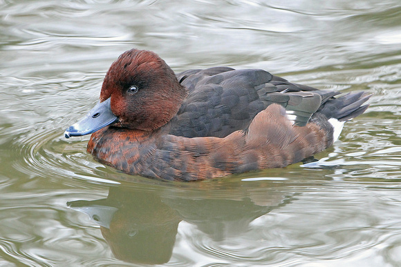 Ferruginous duck - Aythya nyroca