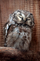 Tengmalm's owl - Aegolius funereus