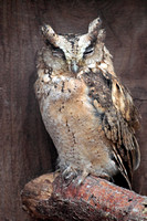 Indian scops owl - Otus bakkamoena