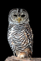 Chaco owl - Strix chacoensis