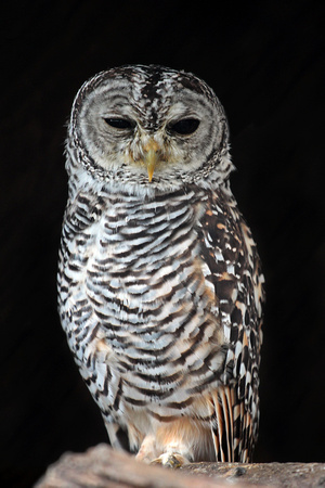 Chaco owl - Strix chacoensis
