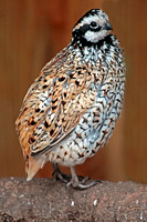 Mexican speckled quail - Colinus virginianus