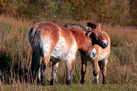 Przewalski's horse - Equus ferus