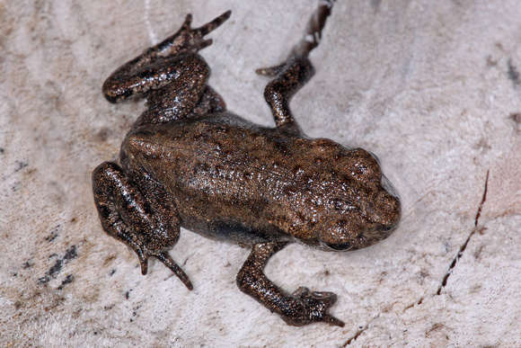 Common frog - Rana temporaria