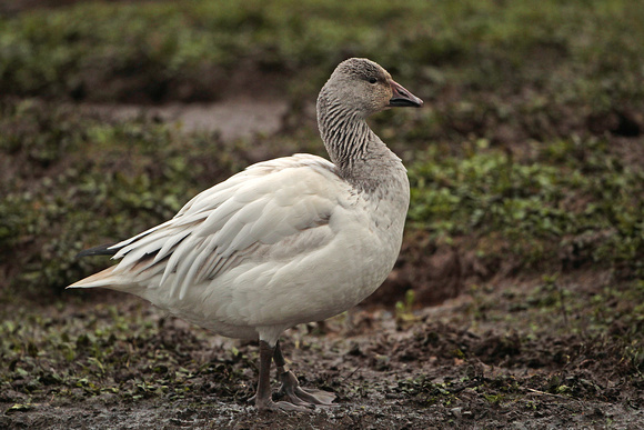 Greater snow goose - Answer caerulescens