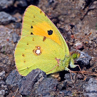 Clouded yellow - Colias croceus