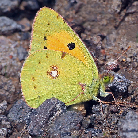 Clouded yellow - Colias croceus