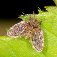 Moth fly - Clogmia albipunctata