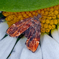 Micro moth - Prochoreutis myllerana