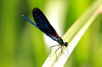 Beautiful demoiselle - Calopteryx virgo