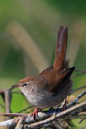 May 13 - Cetti's warbler