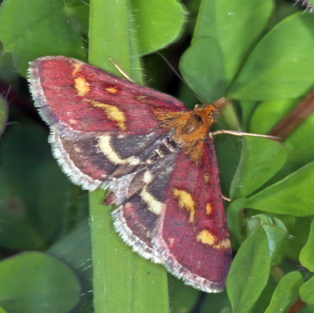 Mint moth - Pyrausta aurata