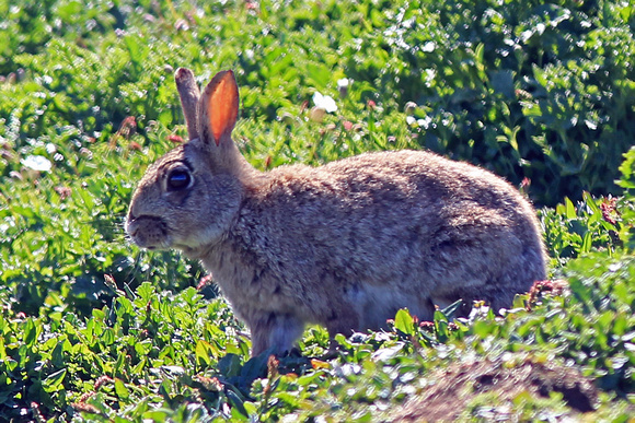 Rabbit - Oryctolagas cunniclus