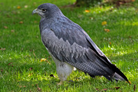 Grey eagle buzzard