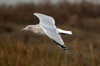 Herring gull - Larus argentatus
