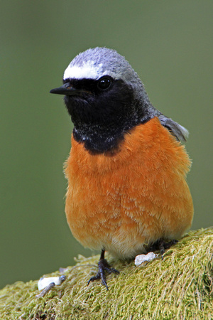 Redstart - Phoenicurus phoenicurus