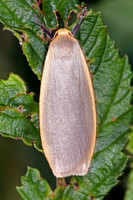 Common footman - Eilemia lurideola