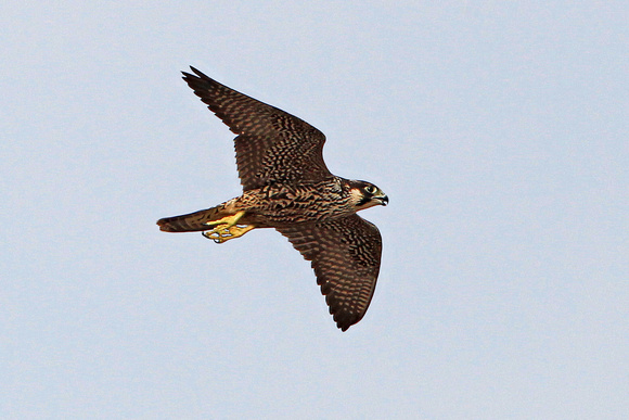 Peregrine falcon - Falco peregrinus