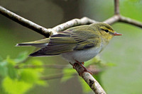 Wood warbler - Philloscopus sibilatrix