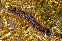 Lackey moth caterpillar - Malacosoma neustria